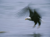 American Bald Eagle in Flight Close To the Water's Surface