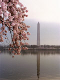 Cherry Blossoms Frame the Washington Monument