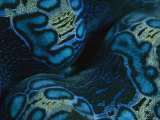 Close View of the Colorful Mantle of a Giant Tridacna Clam