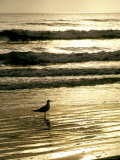 Gull Stands in the Atlantic Ocean's Surf at Sunset