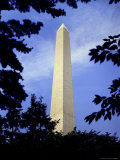 Tree Branches Frame the Washington Monument