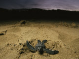 Baby Leatherback Turtle Scurrying For Waters' Safety After Hatching