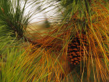 Cluster of Long Leaf Pine Needles and Cones