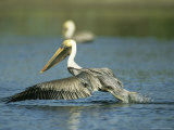 Brown Pelican Takes Flight From a Salt Water Lagoon