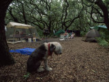 Family and Pet Dog Camping Under Live Oak Trees