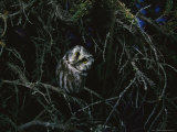 Boreal Owl Perched in an Evergreen Tree