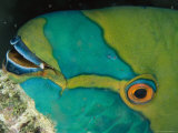 Close View of the Eye and Mouth of a Singapore Parrotfish