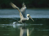 Brown Pelican Lands on a Salt Water Lagoon
