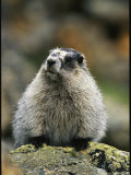 Portrait of a Hoary Marmot Sitting on a Lichen Encrusted Rock