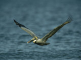 Brown Pelican in Flight over Water