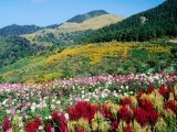 Cultivated and Naturally-Forested Hillsides