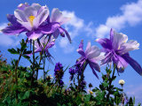 Wildflowers