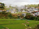 Rice Paddies with Houses in Background
