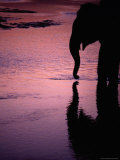 Silhouetted Elephant Reflected in Reu River at Sunset