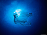Floating Plastic Bag Dangerously Resembles a Sea Jelly