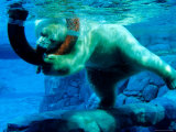 Polar Bear Underwater at Melbourne Zoo