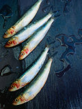 West Australian Sardines on Wet Black Slate