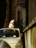 Cat Sitting on Roof of Car