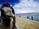 Camel Rides by Lake