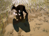 Overhead of Woman Planting Rice Seedlings in Paddyfield
