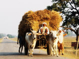 Laden Cart Being Pulled by Bulls