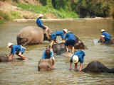 Mahouts Bathing Elephants  Thai Elephant Conservation Centre