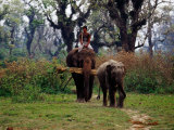 Elephants Returning to Elephant Breeding Centre in Sauraha