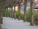 Avenue and Houses on Haugeveien