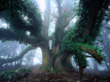Giant Myrtle