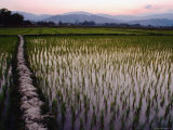 Rice Paddies