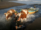 Oxen Hauling a Fishing Boat Up Rio Buchupureo