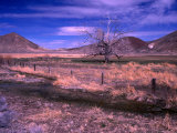 Bare Tree in a Paddock Near Battle Mountain
