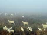 Overhead of Lambs in Morning Mist