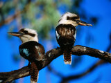 Blue-Winged Kookaburras  One with Gecko  in Gulf Savannah