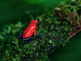 Poison Arrow Poison Dart Frog Strawberry Frog  Dendrobates Pumilio