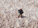 Overhead of Mountaineer Negotiating Snow Pinnacles Below La Ramada Peak  Rio Colorado Headwaters