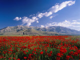 Field of Flowers  Around Lake Van
