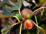 Mission Figs
