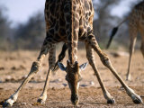Adult Giraffe Attempting to Drink from Kalkheuwel Waterhole