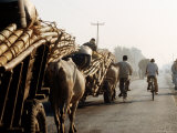 Bullock Carts of Bamboo Scaffolding on Mahendra Highway