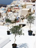 Olive Trees Overlooking Houses