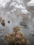 Japanese Macaque in Natural Onsen  Jigokudani Monkey Park