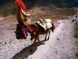 Mule in Headdress Walking Along Path