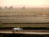 Fields with Crops and Cows