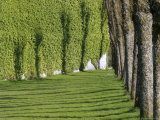 Trees  Lawn and Shadows at Bergenhus