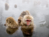 Japanese Macaque in Natural Onsen  Jigokudani Monkey Park
