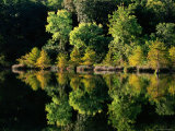 Cypress Trees Reflected in Water  Mountain Fork River
