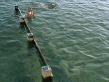 Overhead of Lap Swimmer at Ocean Baths  Bronte