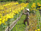 Farmer Cultivating Flowers