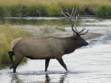 Bull Elk  in Norris Meadows